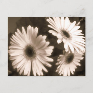 carte postale de fleurs blanches