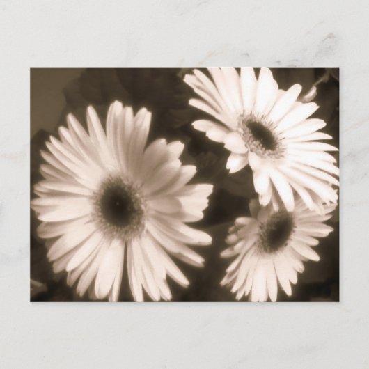 carte postale de fleurs blanches (Devant)