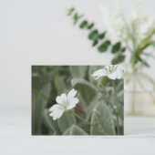 Carte postale de fleurs blanches, domaine (Debout devant)