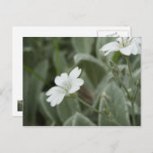 Carte postale de fleurs blanches, domaine (Devant / Derrière)