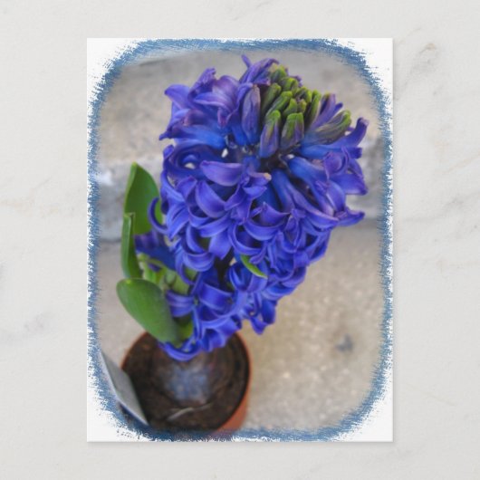 Carte postale de fleurs bleues (Devant)