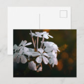Carte postale de fleurs botaniques élégantes (Devant / Derrière)