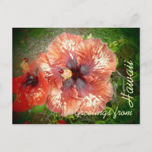 Carte postale de fleurs colorées d'hibiscus hybrid
