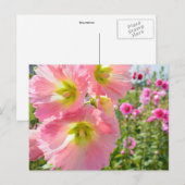 Carte postale de fleurs d'Althaea (Devant / Derrière)