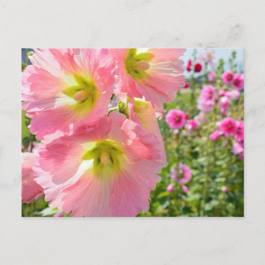 Carte postale de fleurs d'Althaea (Devant)