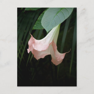 carte postale de fleurs d'arbre