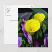 Carte postale de fleurs de calle violet et jaune (Devant / Derrière)