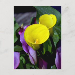 Carte postale de fleurs de calle violet et jaune