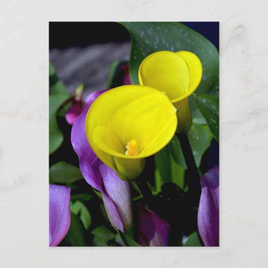 Carte postale de fleurs de calle violet et jaune (Devant)
