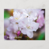 Carte postale de fleurs de cerisier blanc (Devant)
