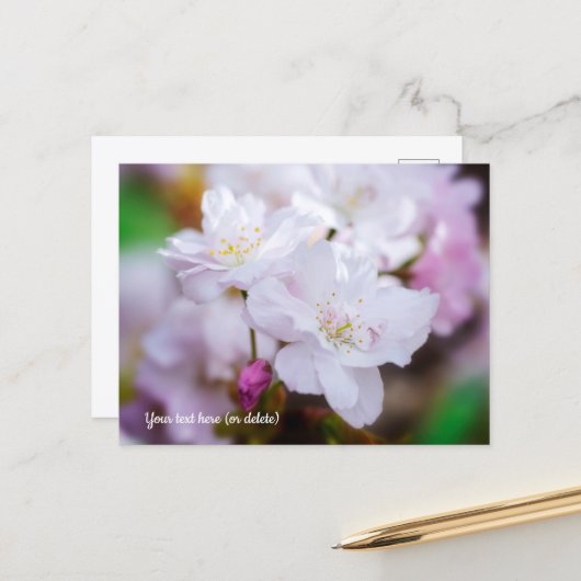 Carte postale de fleurs de cerisier blanc (Devant/Arrière en situation)