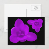 Carte postale de fleurs de crocus pourpre (Devant / Derrière)