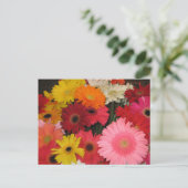 Carte postale de fleurs de gerbera (Debout devant)