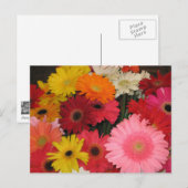 Carte postale de fleurs de gerbera (Devant / Derrière)