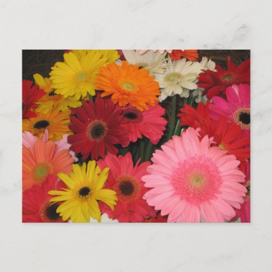 Carte postale de fleurs de gerbera (Devant)