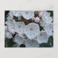Carte postale de fleurs de laurier de montagne