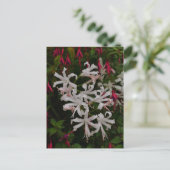 Carte postale de fleurs de Nérine blanches (Debout devant)