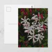 Carte postale de fleurs de Nérine blanches (Devant / Derrière)