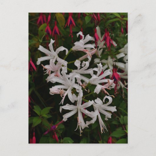 Carte postale de fleurs de Nérine blanches (Devant)
