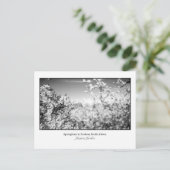 Carte postale de fleurs de poires (Debout devant)