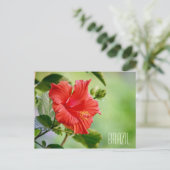 Carte postale de fleurs d'hibiscus du Brésil (Debout devant)
