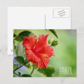 Carte postale de fleurs d'hibiscus du Brésil (Devant / Derrière)