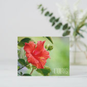 Carte postale de fleurs d'hibiscus du Honduras (Debout devant)