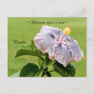 Carte postale de fleurs d'Hibiscus violet