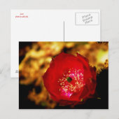 carte postale de fleurs du désert (Devant / Derrière)