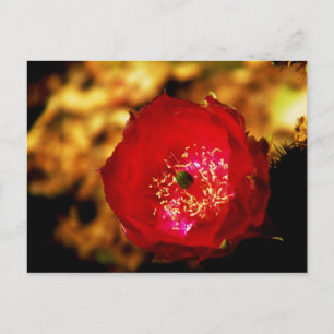 carte postale de fleurs du désert