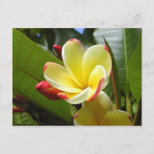 carte postale de fleurs jaunes