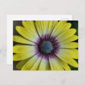 Carte postale de fleurs jaunes (Devant / Derrière)