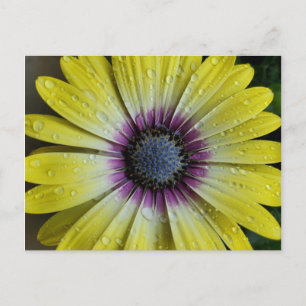 Carte postale de fleurs jaunes