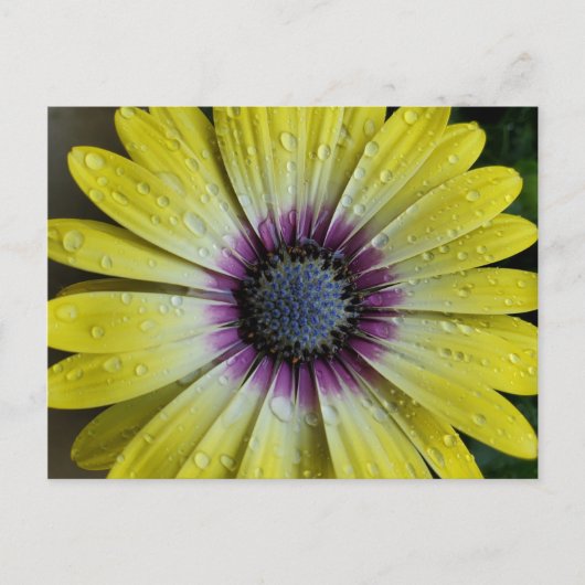 Carte postale de fleurs jaunes (Devant)