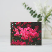Carte postale de fleurs roses (Debout devant)