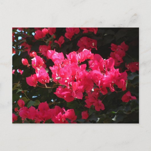 Carte postale de fleurs roses (Devant)