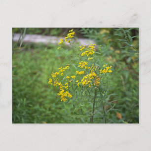 Carte postale de fleurs sauvages jaunes