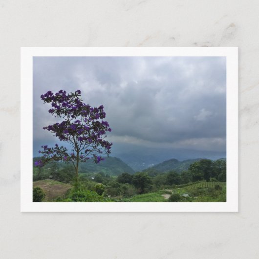 Carte postale de fleurs violettes (Devant)