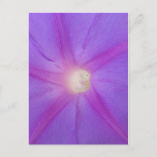 Carte postale de fleurs violettes (Devant)