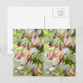 carte postale de fleurs yucca (Devant / Derrière)