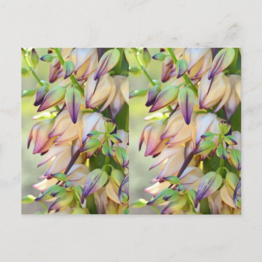carte postale de fleurs yucca (Devant)