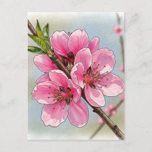 Carte postale de floraison d'arbre cerisier Sakura