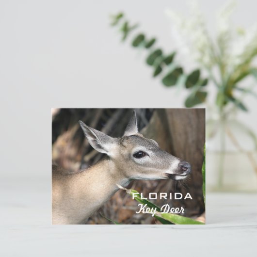 Carte postale de Floride (Debout devant)