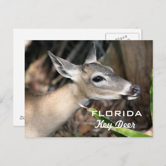 Carte postale de Floride (Devant / Derrière)