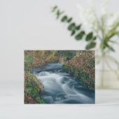 Carte postale de flux Dreamy (Debout devant)