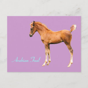 Carte postale de Foin Arabe
