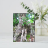 Carte postale de forêt (Debout devant)