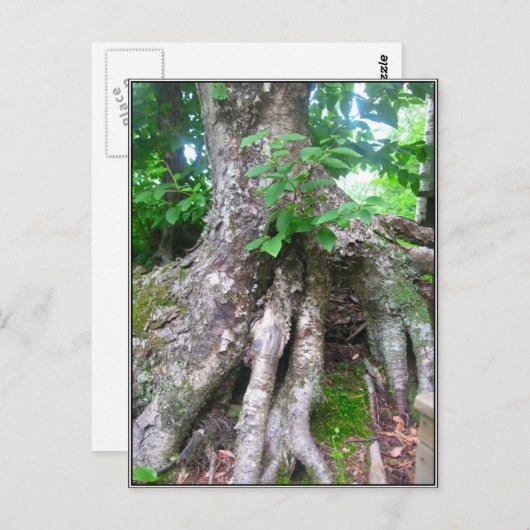 Carte postale de forêt (Devant / Derrière)