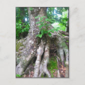 Carte postale de forêt (Devant)