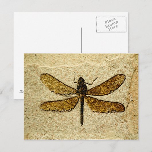 Carte postale de fossile de libellule (Devant / Derrière)